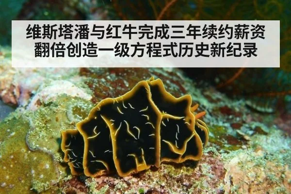 维斯塔潘与红牛完成三年续约薪资翻倍创造一级方程式历史新纪录